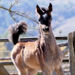 TB Fayza Straight Egyptian Mare
