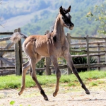 TB Fayza Straight Egyptian Mare