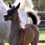 TB Fayza Straight Egyptian Mare