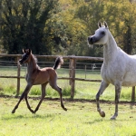 TB Fayza Straight Egyptian Mare