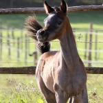 TB Fayza Straight Egyptian Mare