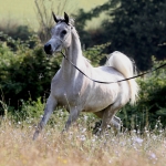 TB Fayza Straight Egyptian Mare