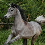 TB Fayza Straight Egyptian Mare