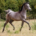 TB Fayza Straight Egyptian Mare