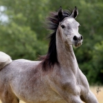 TB Fayza Straight Egyptian Mare