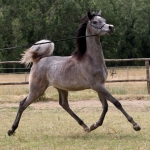 TB Fayza Straight Egyptian Mare