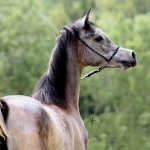 TB Fayza Straight Egyptian Mare
