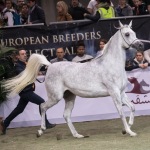 TB Fayza Straight Egyptian Mare