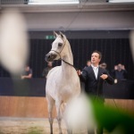 TB Fayza Straight Egyptian Mare