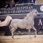 TB Fayza Straight Egyptian Mare