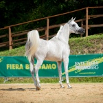 TB Fayza Straight Egyptian Mare