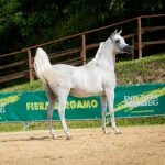 TB Fayza Straight Egyptian Mare
