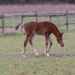 TB Ghazi Straight Egyptian Colt