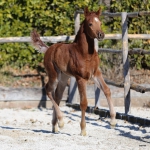 TB Ghazi Straight Egyptian Colt