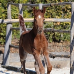 TB Ghazi Straight Egyptian Colt