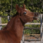TB Ghazi Straight Egyptian Colt