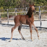 TB Ghazi Straight Egyptian Colt