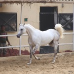 TB Hafid El Nil Straight Egyptian Stallion