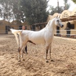 TB Hafid El Nil Straight Egyptian Stallion