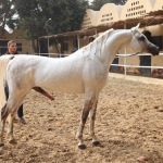 TB Hafid El Nil Straight Egyptian Stallion