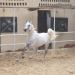 TB Hafid El Nil Straight Egyptian Stallion