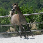 TB Hafid El Nil Straight Egyptian Stallion