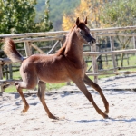 TB Hakim Straight Egyptian Colt
