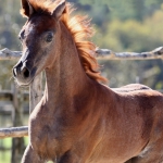 TB Hakim Straight Egyptian Colt