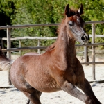 TB Hakim Straight Egyptian Colt