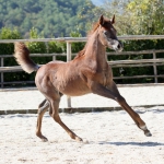 TB Hakim Straight Egyptian Colt