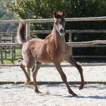 TB Hakim Straight Egyptian Colt