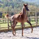 TB Hakim Straight Egyptian Colt