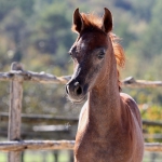 TB Hakim Straight Egyptian Colt