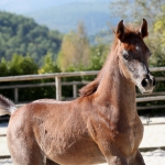 TB Hakim Straight Egyptian Colt