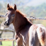 TB Hakim Straight Egyptian Colt