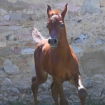 TB Hakim Straight Egyptian Colt
