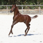 TB Hakim Straight Egyptian Colt