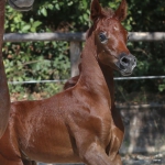 TB Hakim Straight Egyptian Colt