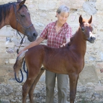 TB Hakim Straight Egyptian Colt