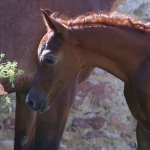 TB Hakim Straight Egyptian Colt