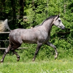 TB Hatani (3)