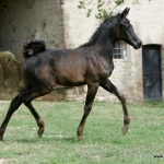 TB Haytham Straight Egyptian Stallion