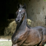 TB Haytham Straight Egyptian Stallion