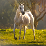 TB Heba Straight Egyptian Mare