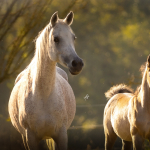 TB Heba Straight Egyptian Mare