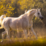 TB Heba Straight Egyptian Mare