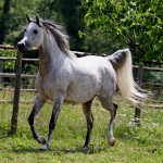 TB Heba Straight Egyptian Mare