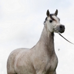 TB Heba Straight Egyptian Mare