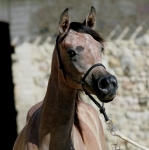 TB Heba Straight Egyptian Mare