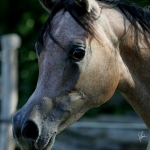 TB Heba Straight Egyptian Mare